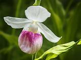 Showy Lady's Slipper Orchid_DSCF04811